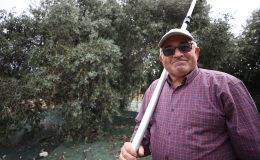Emekli ziraat mühendisi bahçesindeki zeytin ağaçlarının verimini 10 kat artırdı