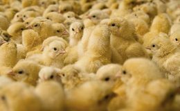 Kuluçkalık yumurta ve civcivler 48 ülkeye ihraç ediliyor