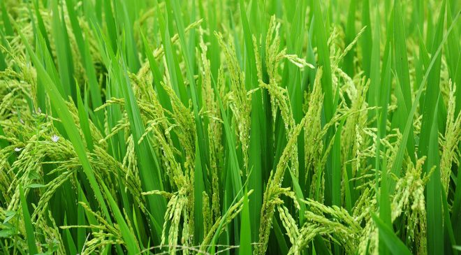 Çin’in Jiangsu Eyaleti Düşük Karbonlu Tahıl Hasadına Destek Veriyor