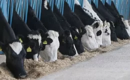 Toplanan inek sütü miktarı yüzde 3,4 azaldı