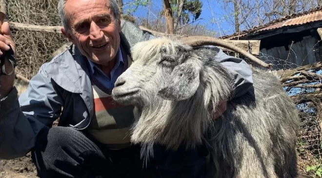 Emekli Veysel Atacan, Pandemi Sürecinde Baba Ocağına Dönüp Küçükbaş Hayvancılık Yapıyor