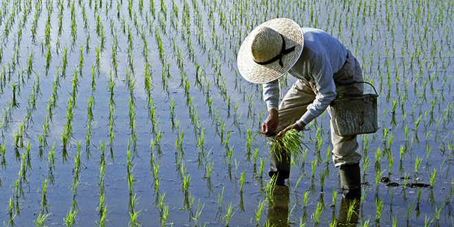 Çin Tarım Bankası İlk Yarı Yılda 1,6 Trilyon Yuan Kredi Verdi