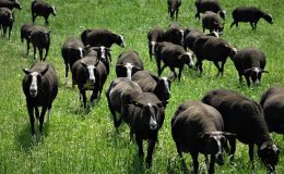 Zwartbles koyununa yoğun ilgi! Tek seferde üç yavru veriyor, almak isteyenler aylar sonrası için sıraya giriyor